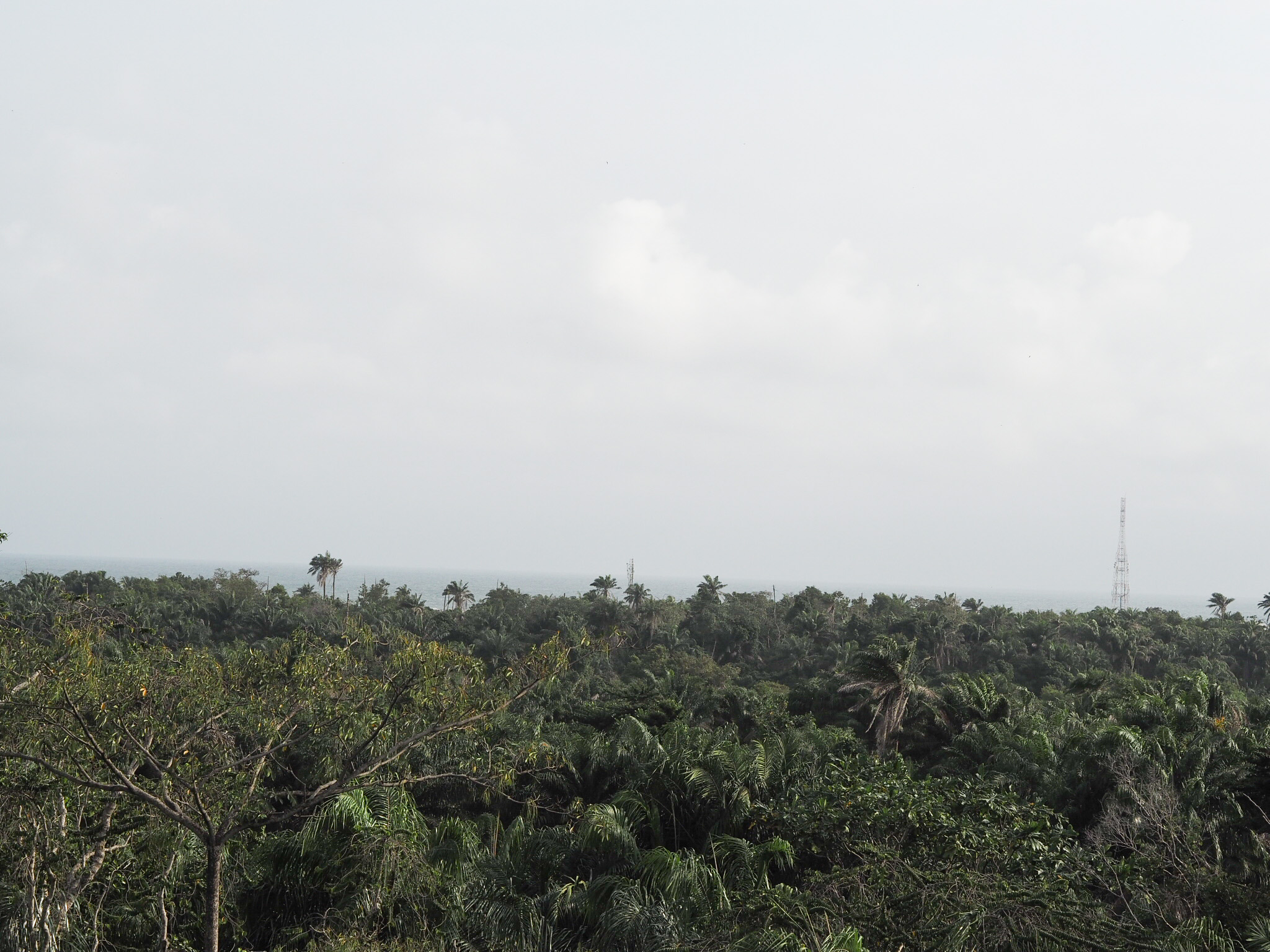 The view at the top of the Longest canopy walk in Africa inside lekki conservation centre Lagos Nigeria 